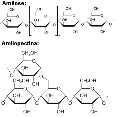 Amilose e amilopectina formadoras do amido