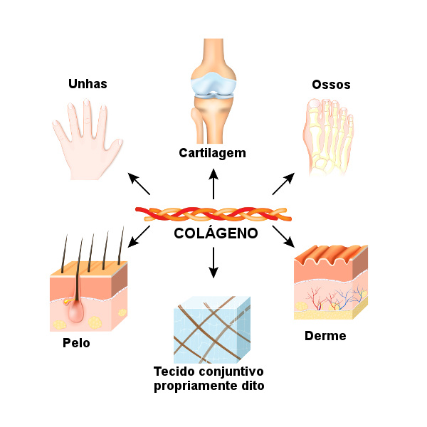 Colágeno Beneficios para el organismo Y sus propiedades Para la caida