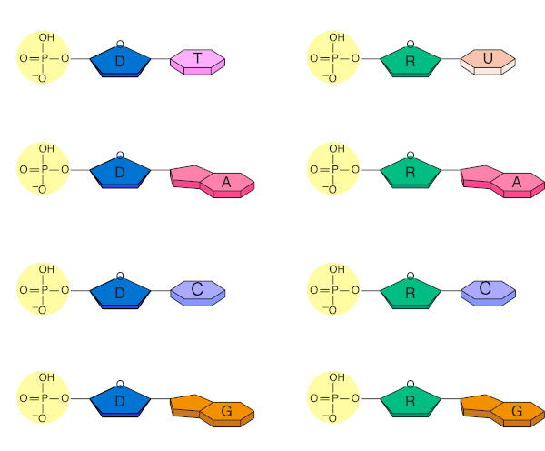 Na figura, alguns nucleotídeos.