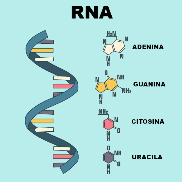 Esquema de uma molécula de RNA.