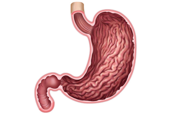 Anatomia do estômago, órgão importante do sistema digestório.