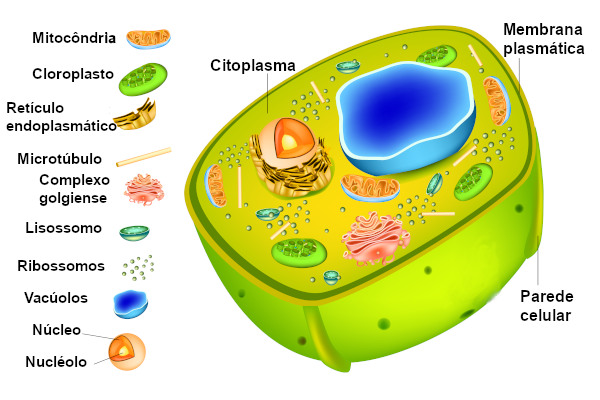 Representação de uma célula vegetal, onde está presente o citoplasma.