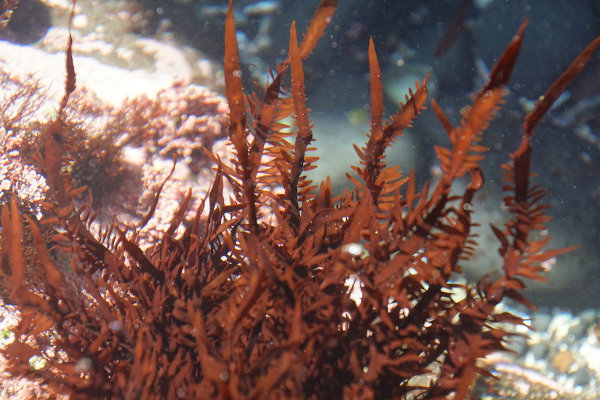 As algas vermelhas, em sua maioria, são pluricelulares.