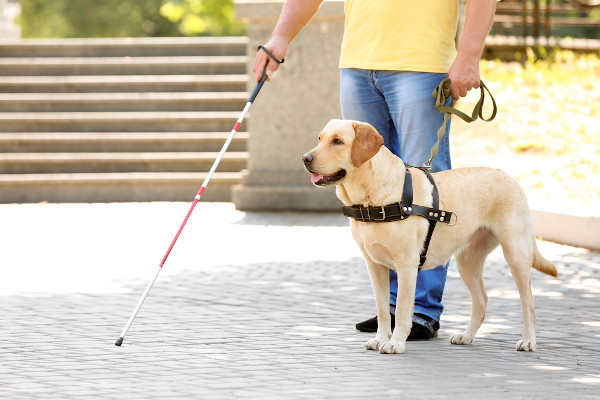 Portadores de deficiência visual têm o direito garantido por lei de andarem com cão-guia em locais públicos. 