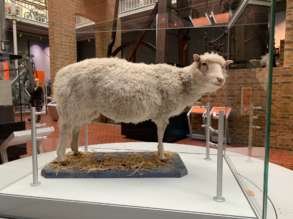 Ovelha Dolly, a primeira ovelha a ser clonada.