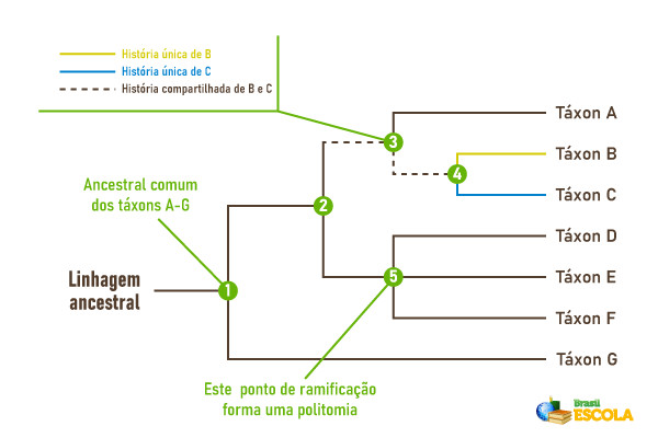 Filogenia: árvore filogenética e da espécie humana - Brasil Escola