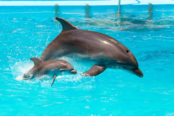 Os golfinhos apresentam um orifício respiratório no topo da sua cabeça.