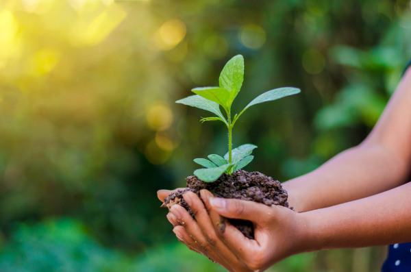 O Que é Desenvolvimento Ecologicamente Sustentável