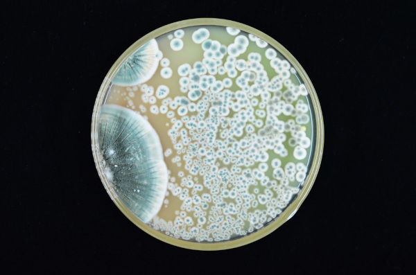 Colônias de fungos Penicillium crescendo em placa de Petri.