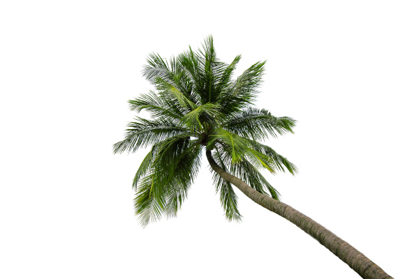 Fotografia de uma palmeira tirada de baixo para cima