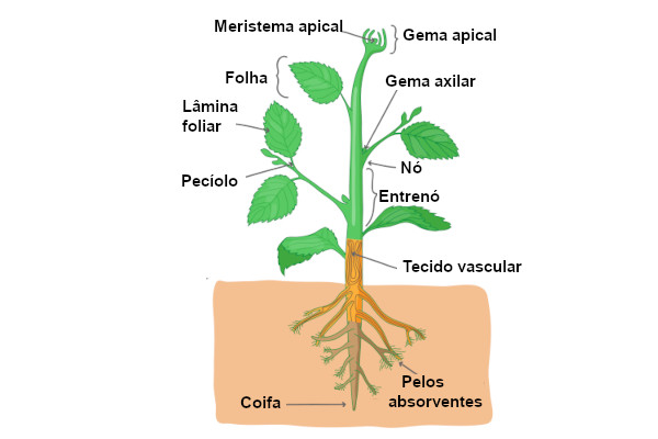 Observe o esquema do vegetal acima. No caule é possível perceber a presença de nós e entrenós.