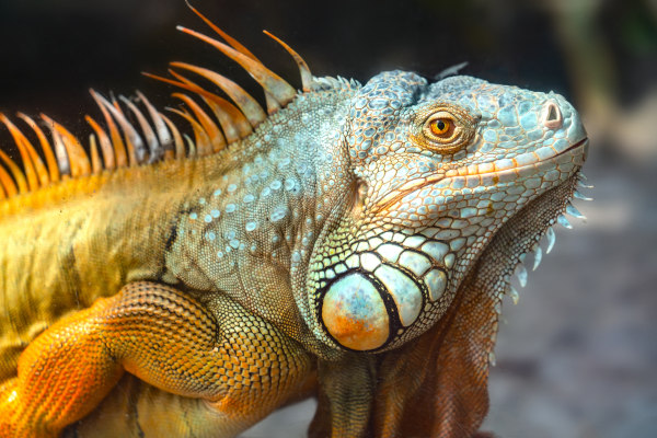 Representação de um lagarto, um réptil, exemplo de animal vertebrado.