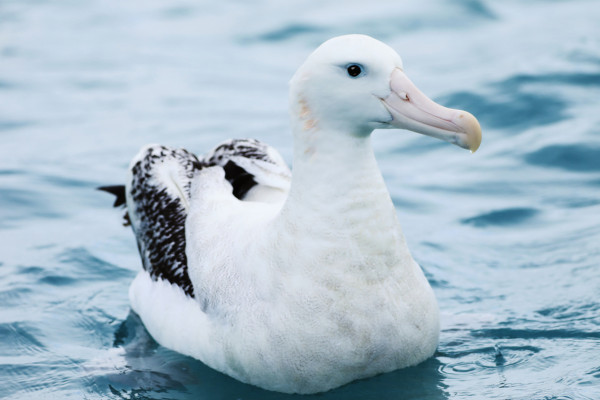 O albatroz é uma ave marinha oceânica.