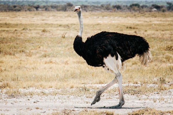 A avestruz é a maior ave do planeta.