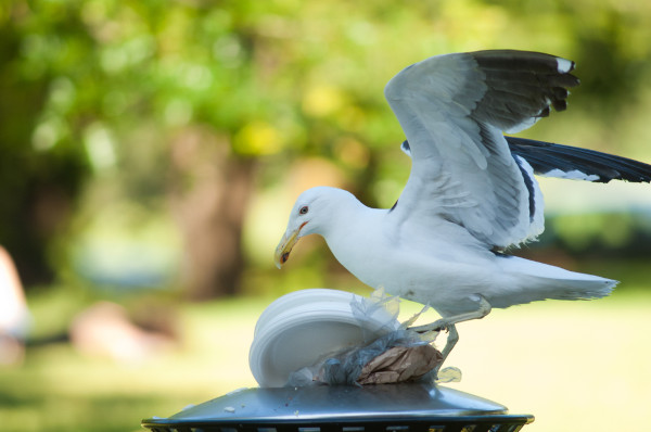 As gaivotas podem se alimentar de lixo.