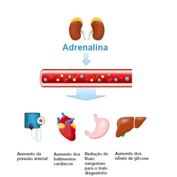 Ilustração indicando as funções da adrenalina no sangue, no coração, no estômago e no fígado.