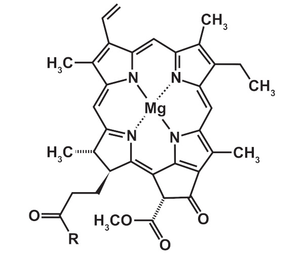 Estrutura da molécula de clorofila