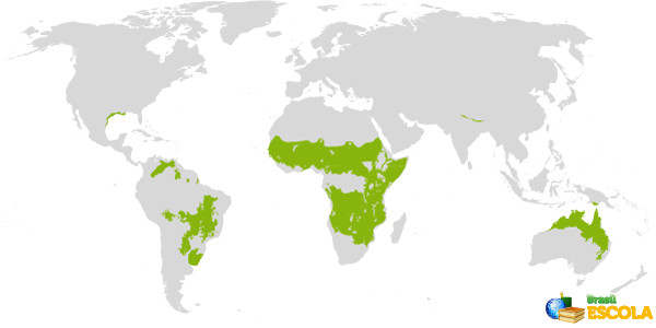 As savanas são predominantes em latitudes médias, onde há ocorrência de climas tropicais.