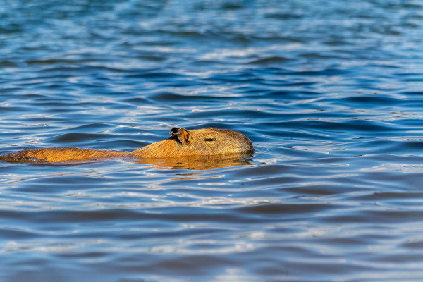 A Capybaraand his friend.  Capivara desenho, Animais brasileiros,  Capivara