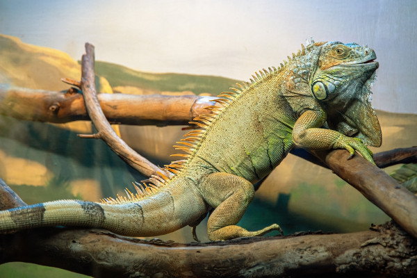 Iguana em cativeiro