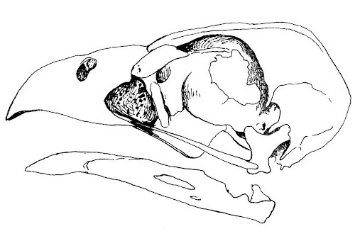 Vista lateral esquerda do crânio e mandíbula de Caracara lutosa.