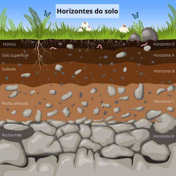 A relação entre vegetação, clima e solo - Brasil Escola