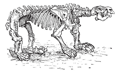 Esqueleto de preguiça-gigante