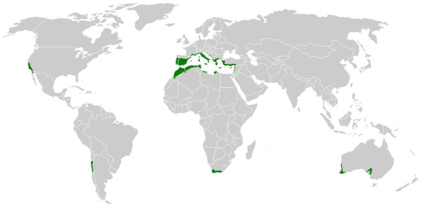 Mapa-múndi com indicação das regiões de ocorrência do clima mediterrâneo.