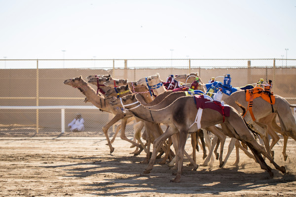 Corrida de camelos no Catar.