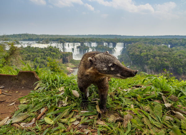 Quati, um exemplo de animal encontrado nas proximidades das Cataratas do Iguaçu.