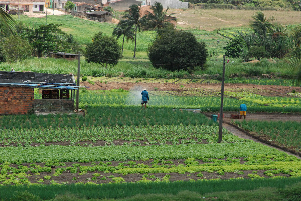 Área com agricultura familiar em Caruaru, no Agreste.