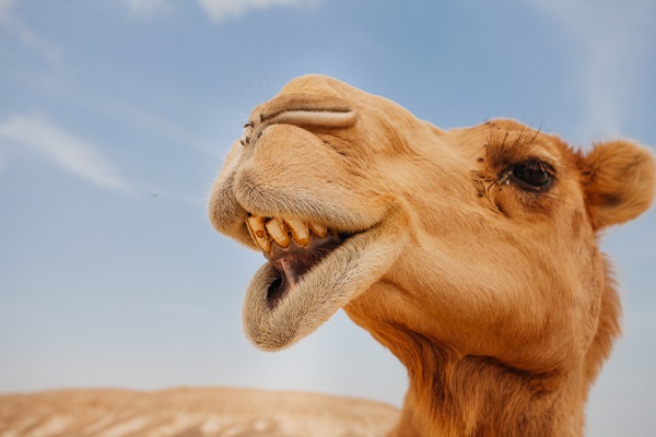 Pessoas com maior risco de desenvolver doença grave estão sendo aconselhadas a evitar o contato com camelos