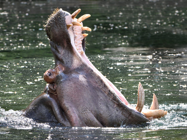Hipopótamo-comum com a boca bem aberta.