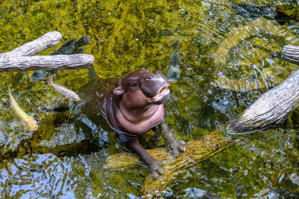 Hipopótamo-pigmeu em um ambiente aquático.