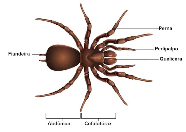 spider (【Substantivo】aranha ) Significado, Uso e Leitura