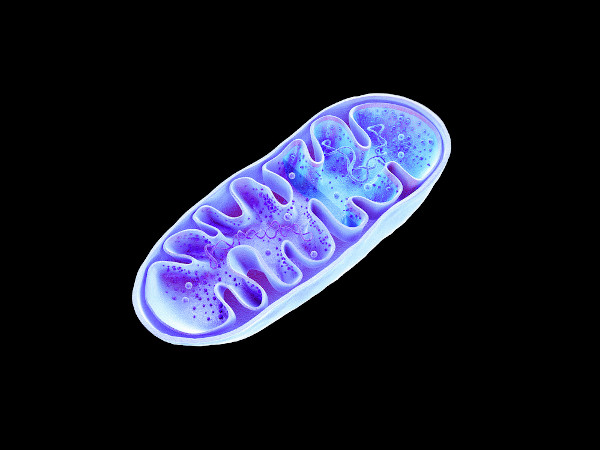 Representação em 3D de uma mitocôndria.