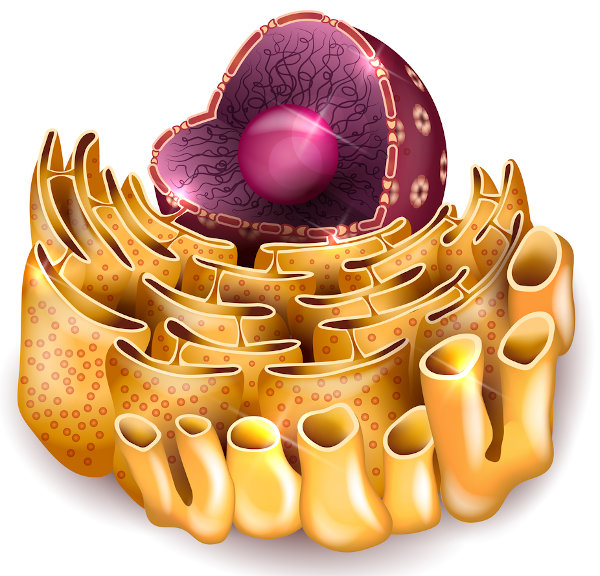 Túbulos e bolsas que formam as estruturas lisa e rugosa do retículo endoplasmático de uma célula.