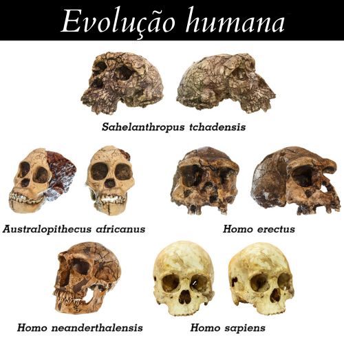 Crânios de cinco espécies da evolução humana, sendo o último do Homo sapiens.