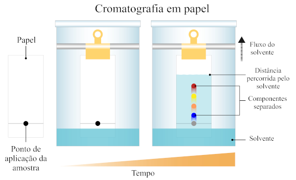 Esquema ilustrativo de um exemplo de uma cromatografia em papel. 