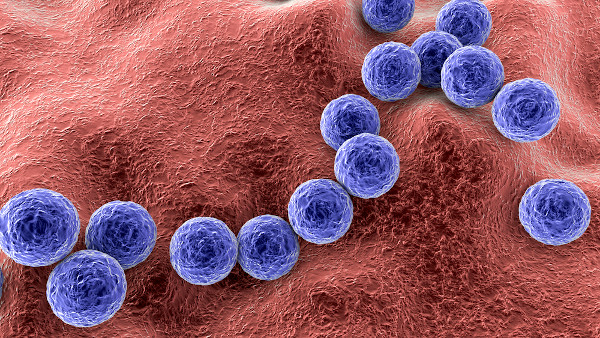 Ilustração de estreptococos, bactérias com formato esférico que causam celulite infecciosa.