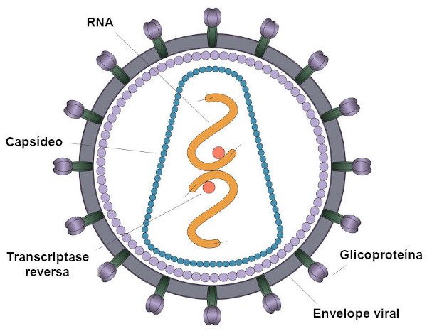 Ilustração da estrutura de um retrovírus.