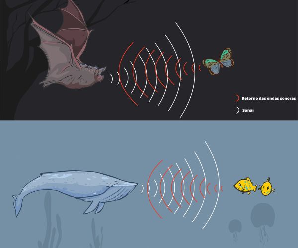 Ecolocalização dos morcegos e baleias, adaptação biológica pela qual identificam o que está ao redor através do eco.