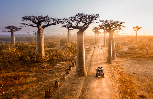 Famosa avenida dos baobás, no Madagascar.