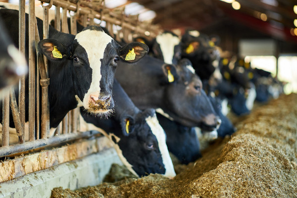 O que é agricultura? - Brasil Escola