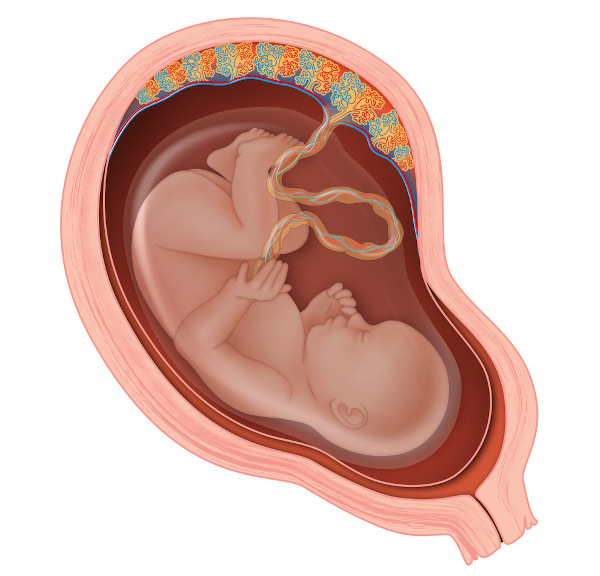  Ilustração mostra bebê dentro do útero ligado à placenta por meio do cordão umbilical.