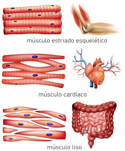 Três tipos de células musculares e os órgãos em que elas ocorrem.