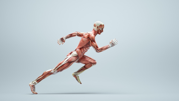 Figura humana correndo formada por músculos do corpo humano.