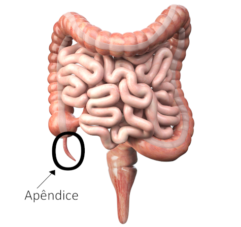 Localização do apêndice no final do intestino grosso.