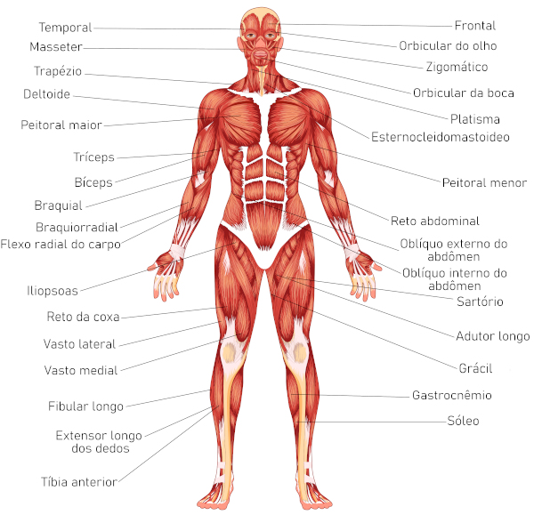 Principais músculos estriados esqueléticos do corpo humano.