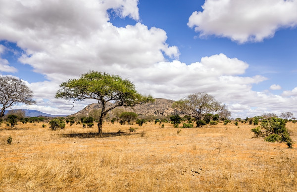 Árvores baixas e retorcidas, típicas da vegetação savana.